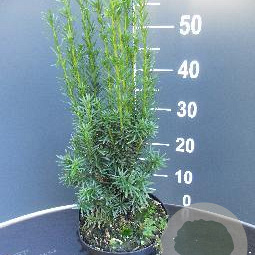 Taxus media 'Hicksii' 40-50 cm 3,0L
