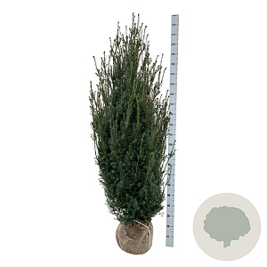 Taxus media 'Hicksii' 160-180 cm met kluit extra