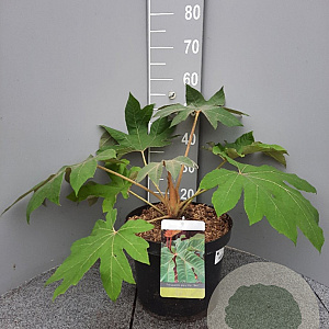 Tetrapanax papyrifer 'Rex' 40-60 cm 10L