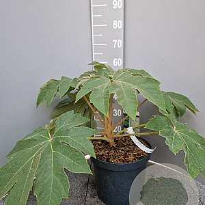 Tetrapanax papyrifer 'Rex' 40-60 cm 10L