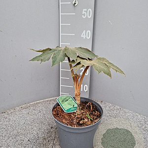 Tetrapanax papyrifer 'Rex' GM C3