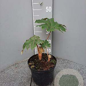 Tetrapanax papyrifer 'Rex' gm 4,0L
