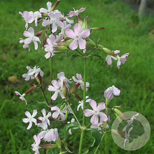Saponaria officinalis GM  P11