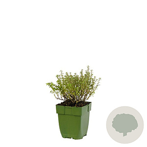 Thymus v. 'Silver Posie' GM  P11