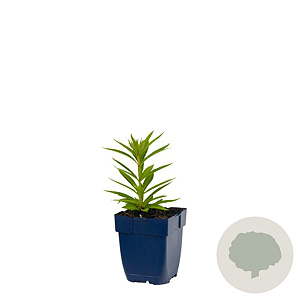 Veronicastrum virg. 'Lavendelturm' GM  P11