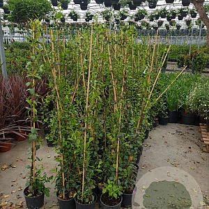 Trachelospermum jasminoides 125-150 cm 3,0L