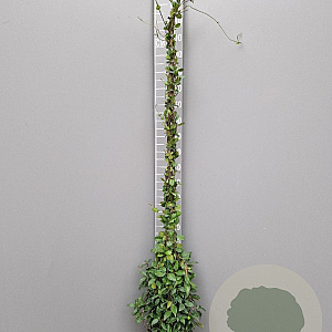 Trachelospermum jasminoides 175-200 cm 10L