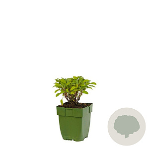 Salvia officinalis GM  P11