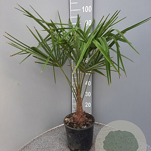 Trachycarpus fortunei 50-60 cm 6L