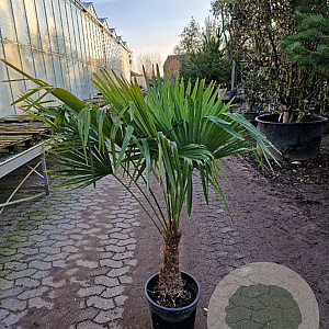 Trachycarpus fortunei 30 cm stam container