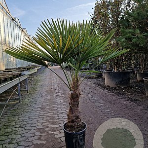 Trachycarpus fortunei 50 cm stam container