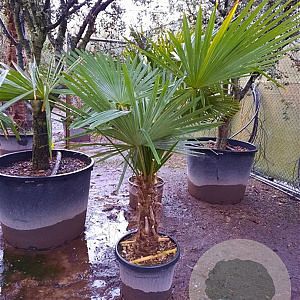 Trachycarpus fortunei 50 cm stam container