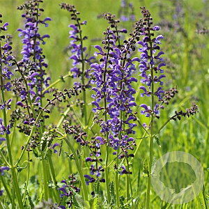 Salvia pratensis GM  P11
