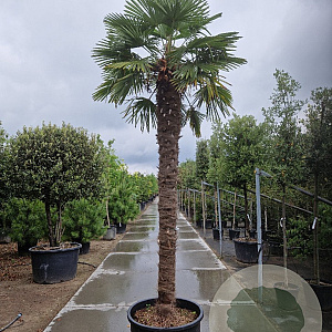 Trachycarpus fortunei 280 cm stam container