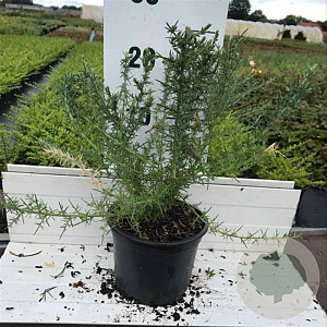 Ulex europaeus 30-40 cm 2,0L