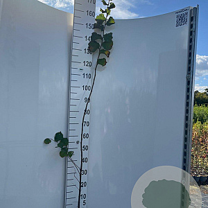 Ulmus glabra 125-150 cm 2,0L