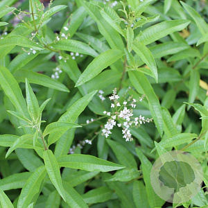 Lippia citriodora GM  P11