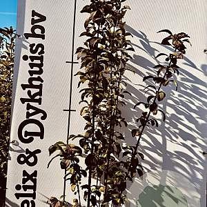 Viburnum bodn. 'Charles Lamont' 125-150 cm met kluit