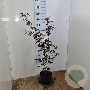 Acer pal. 'Atropurpureum' 60-80 cm 5,0L