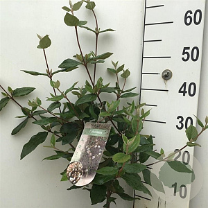 Viburnum burkwoodii 50-60 cm 5,0L