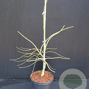 Acer pal. 'Dissectum' 40-50 cm 5,0L