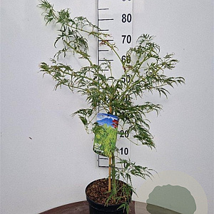 Acer pal. 'Dissectum' 40-50 cm 5,0L
