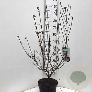 Viburnum burkw. 'Anne Russell' 60-80 cm 7,5L