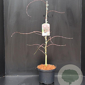 Acer pal. 'Garnet' 40-50 cm 5,0L