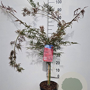 Acer pal. 'Garnet' 40-50 cm 5,0L