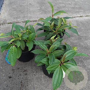 Viburnum davidii 20-25 cm 3,0L