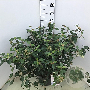 Viburnum 'Eskimo' 50-60 cm 10L