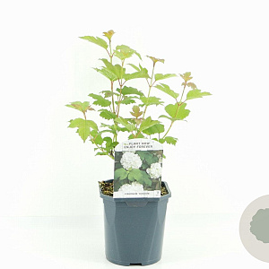 Viburnum opulus 'Roseum' 25-30 cm 2,0L