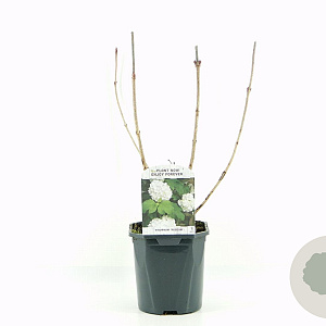 Viburnum opulus 'Roseum' 25-30 cm 2,0L