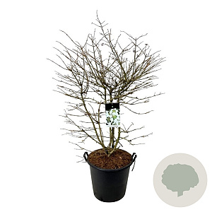 Viburnum plic. Kilimandjaro 150-175 cm cont. 55L extra