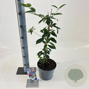 Viburnum plic. Kilimandjaro Sunrise 30-40 cm 3,0L