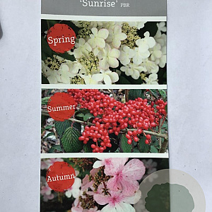 Viburnum plic. Kilimandjaro Sunrise 50-60 cm 7,5L