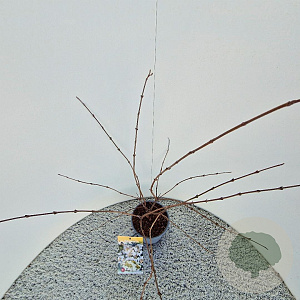 Viburnum plic. 'Mariesii' 40-45 cm 3,0L