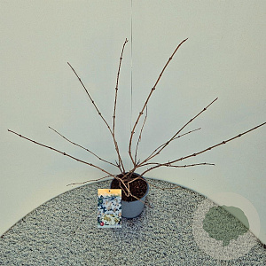 Viburnum plic. 'Mariesii' 40-45 cm 3,0L