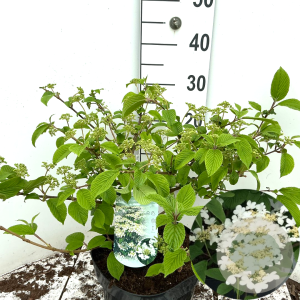 Viburnum plic. 'Mariesii' 50-60 cm 7,5L