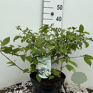 Viburnum plic. 'Mariesii' 50-60 cm 7,5L