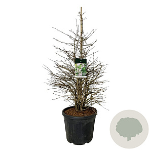 Viburnum plic. 'Molly Schroeder' 125-150 cm cont. 55L extra