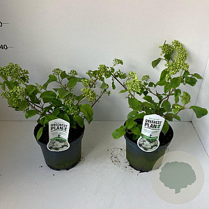 Viburnum plic. 'Newport' 30-40 cm 3,0L