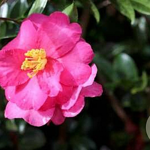 Camellia sas. 'Hiryu' 50-60 cm 5,0L