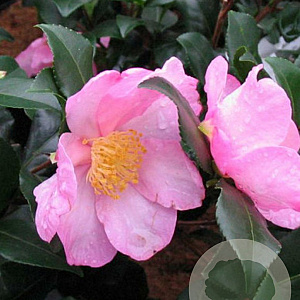 Camellia sas. 'New Dawn' 50-60 cm 5,0L