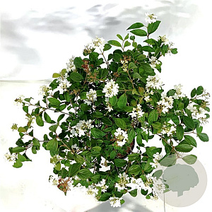 Viburnum plic. 'Watanabe' 80 cm stam 15L