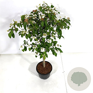 Viburnum plic. 'Watanabe' 80 cm stam 15L