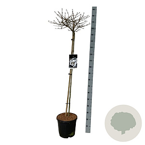 Viburnum plic. 'Watanabe' 120 cm stam 15L