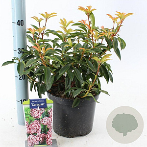 Kalmia lat. 'Carousel' 25-30 cm 4,0L