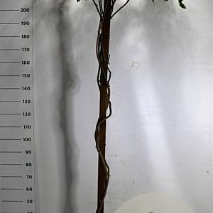 Wisteria brach. 'Okayama' 200 cm stam 45L dakvorm