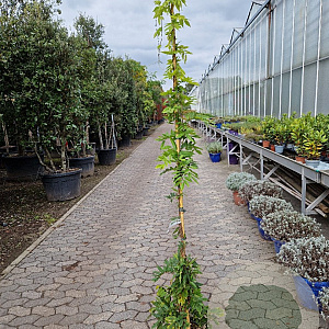 Wisteria brach. 'Shiro Kapitan' 200-250 cm 10L
